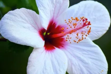 Hibiscus Beauty